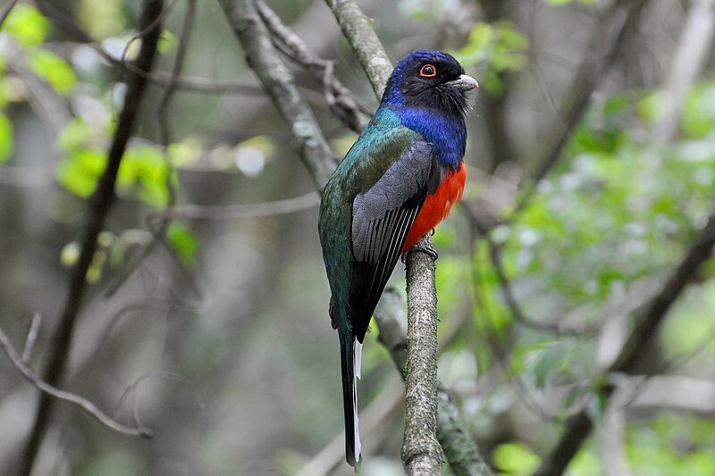 Surucua Trogon (Trogon surrucura) photo
