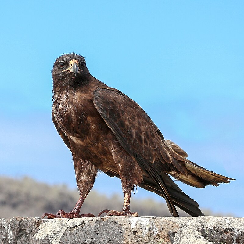 Galapagos Hawk (Buteo galapagoensis) photo