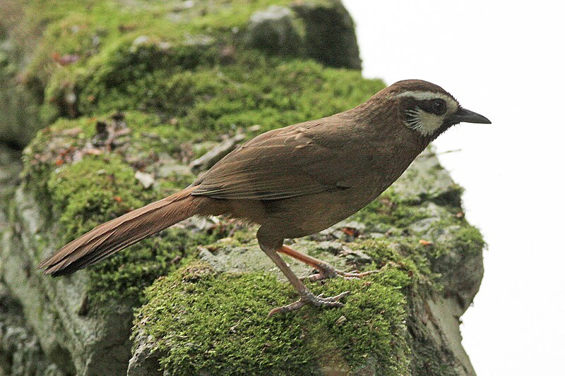 White-browed Laughingthrush (Pterorhinus sannio) photo