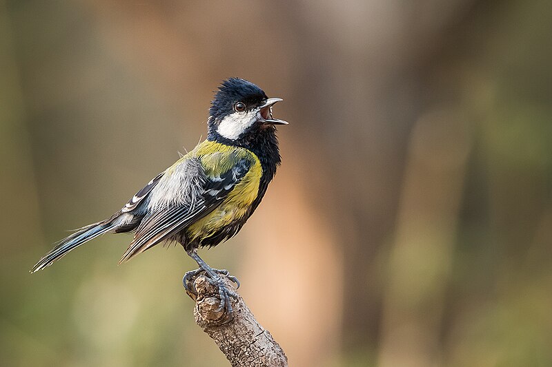 Green-backed Tit (Parus monticolus) photo