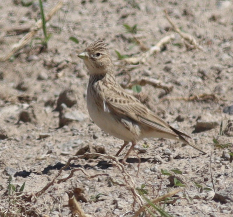 Turkestan Short-toed Lark (Alaudala heinei) photo