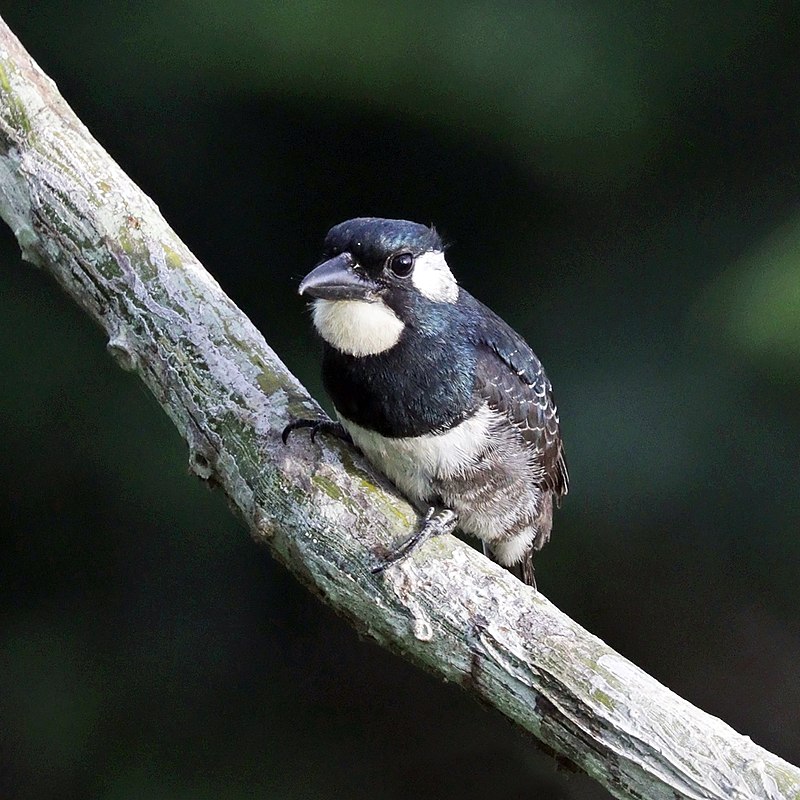 Black-breasted Puffbird (Notharchus pectoralis) photo