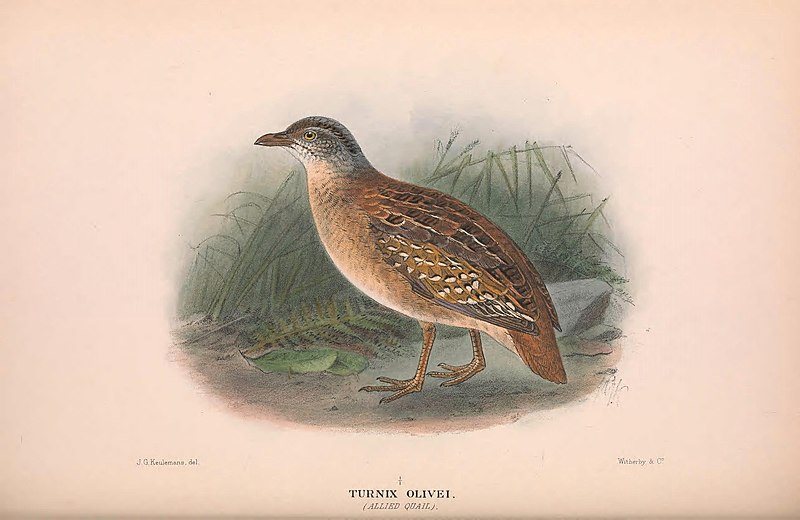 Buff-breasted Buttonquail (Turnix olivii) photo