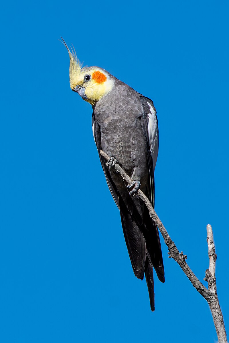 Cockatiel (Nymphicus hollandicus) photo