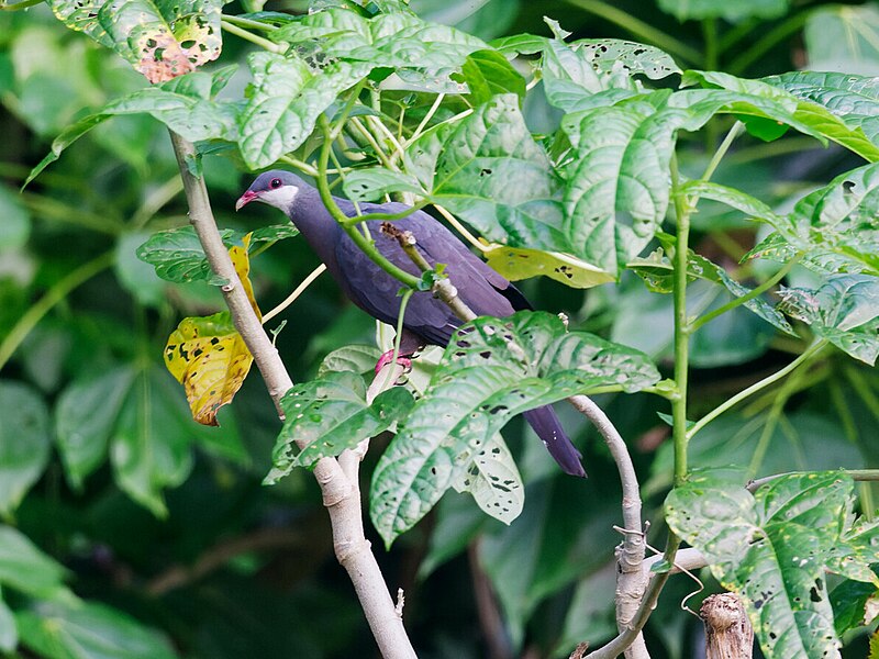 Metallic Pigeon (Columba vitiensis) photo