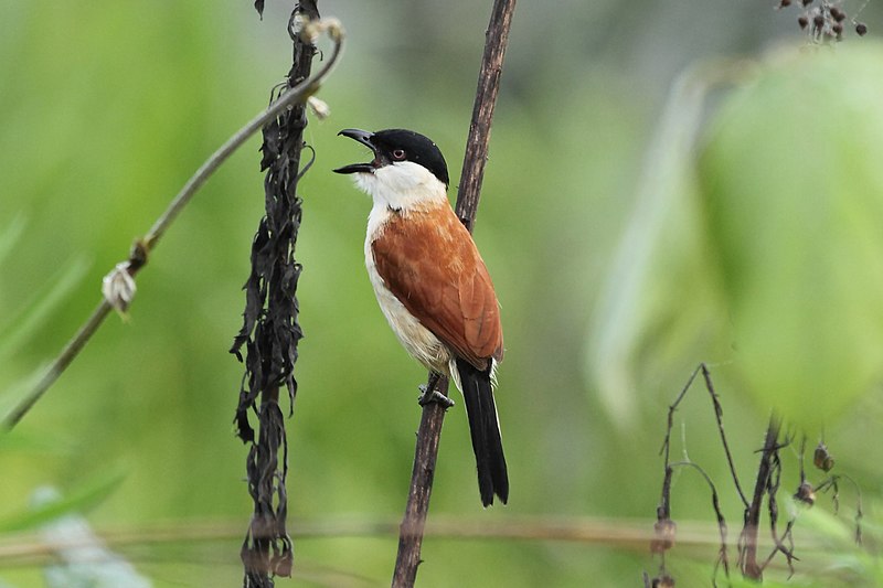 Marsh Tchagra (Bocagia minuta) photo