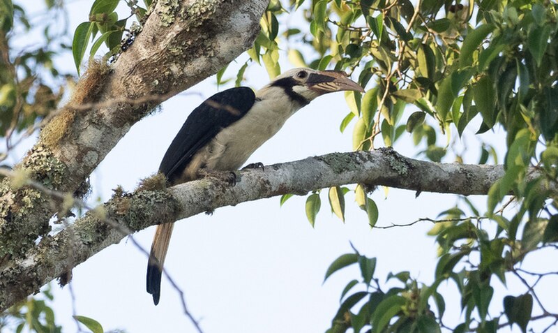 Mindanao Hornbill (Penelopides affinis) photo