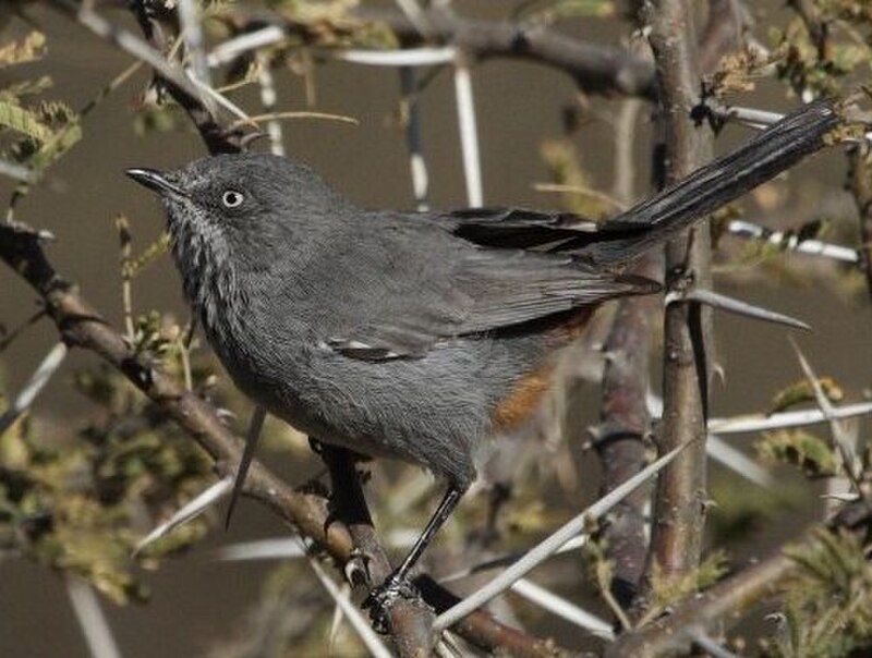 Chestnut-vented Warbler (Curruca subcoerulea) photo