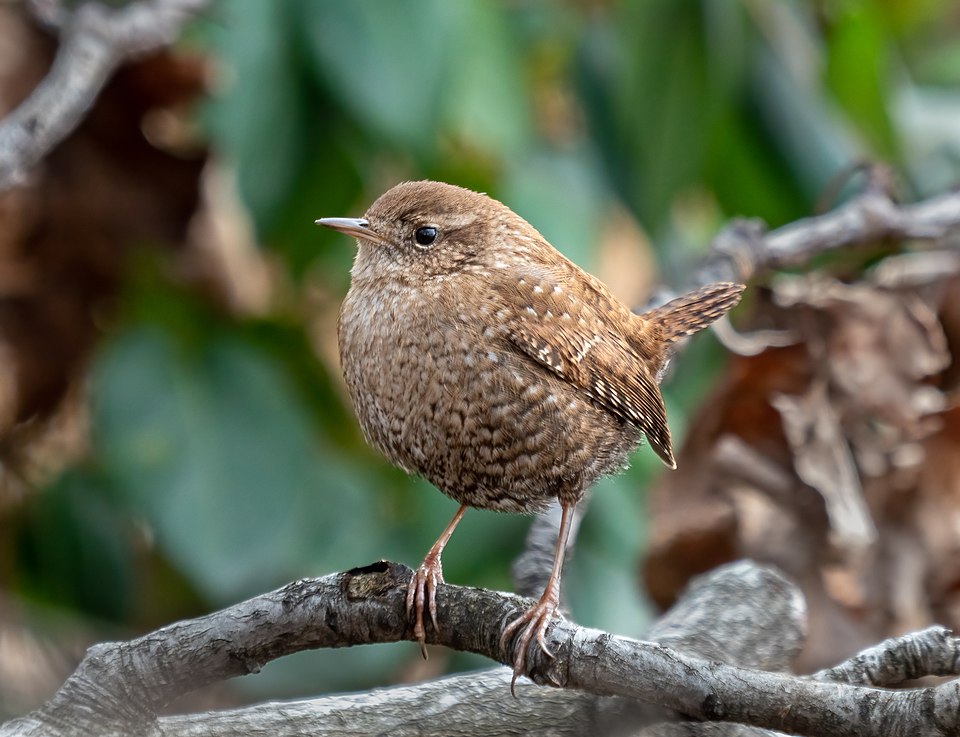 Winter Wren (Troglodytes hiemalis)