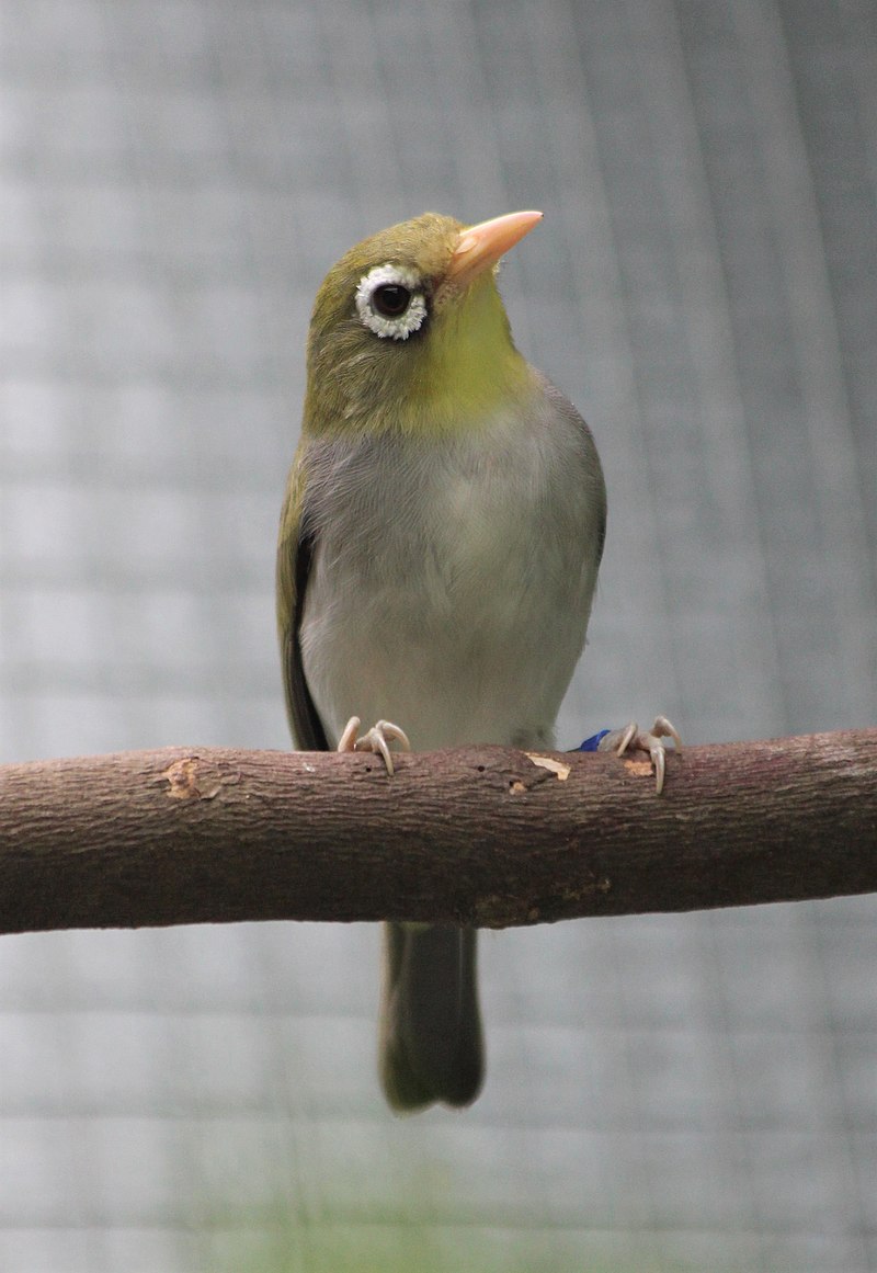 Wangi-wangi White-eye (Zosterops paruhbesar) photo