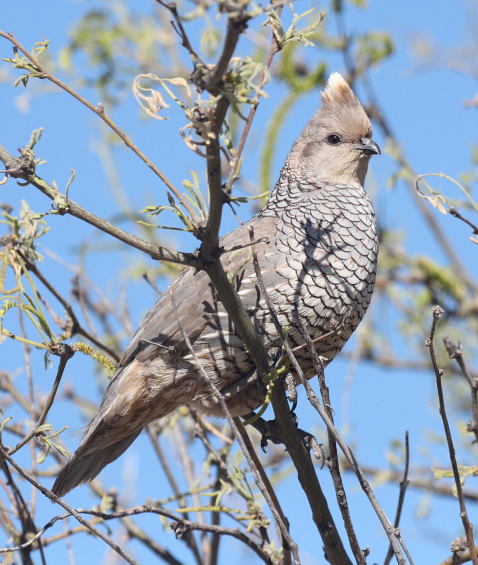 Scaled Quail (Callipepla squamata)