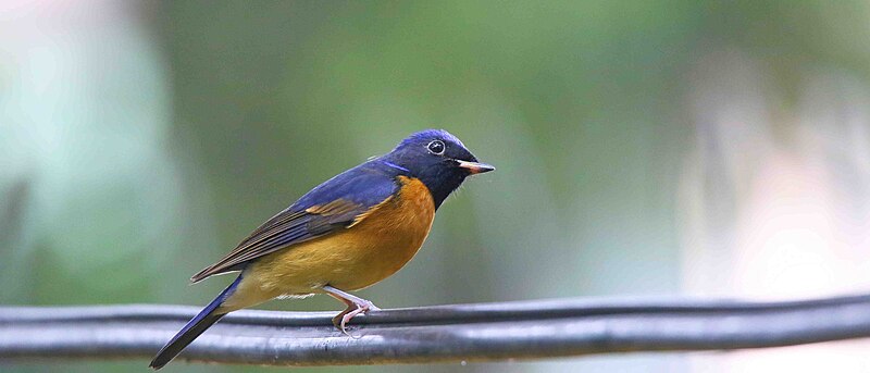 Fujian Niltava (Niltava davidi) photo