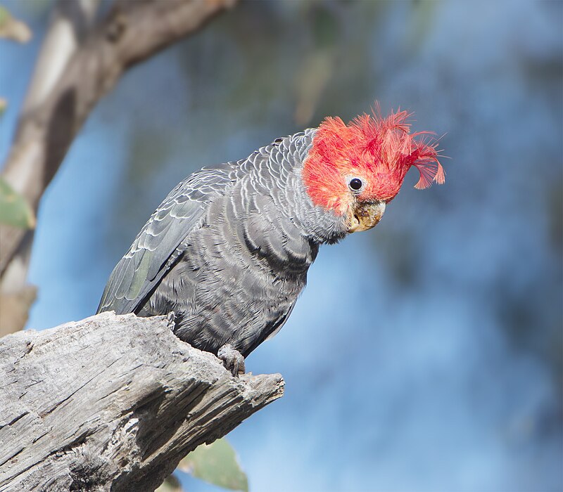 Gang-gang Cockatoo (Callocephalon fimbriatum) photo