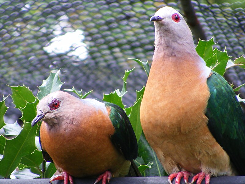 Purple-tailed Imperial-Pigeon (Ducula rufigaster) photo
