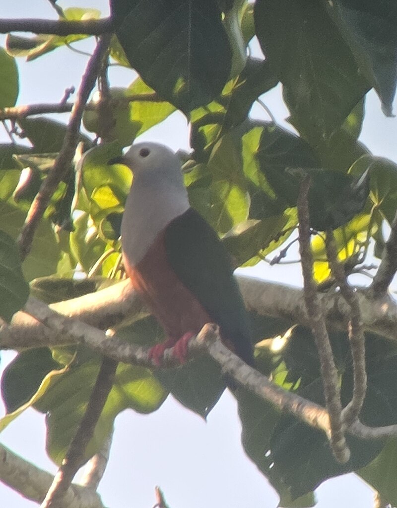 Finsch's Imperial-Pigeon (Ducula finschii) photo