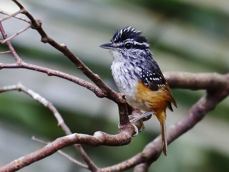 Guianan Warbling-Antbird (Hypocnemis cantator) photo