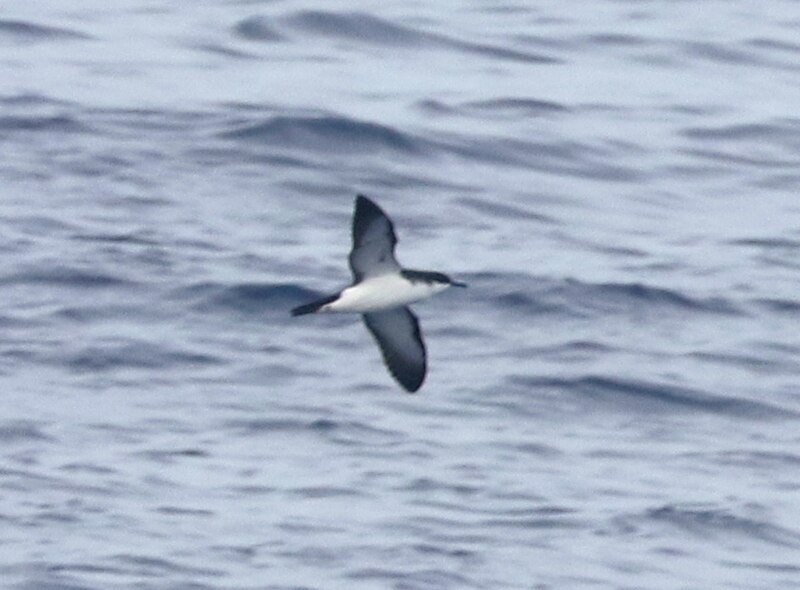 Newell's Shearwater (Puffinus newelli) photo