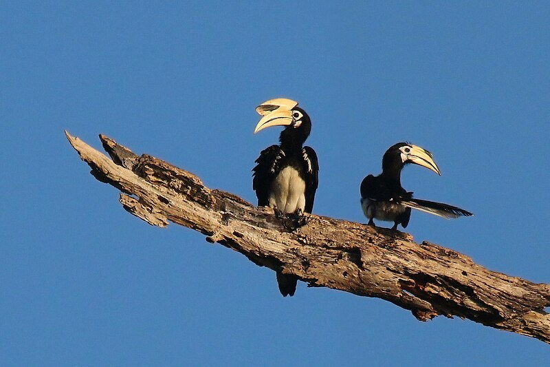 Oriental Pied-Hornbill (Anthracoceros albirostris) photo