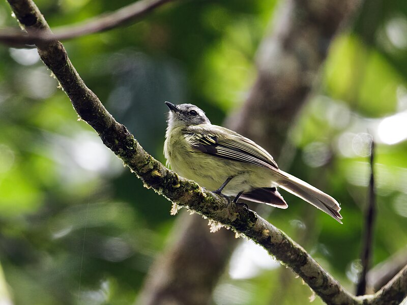 Plumbeous-crowned Tyrannulet (Phyllomyias plumbeiceps) photo