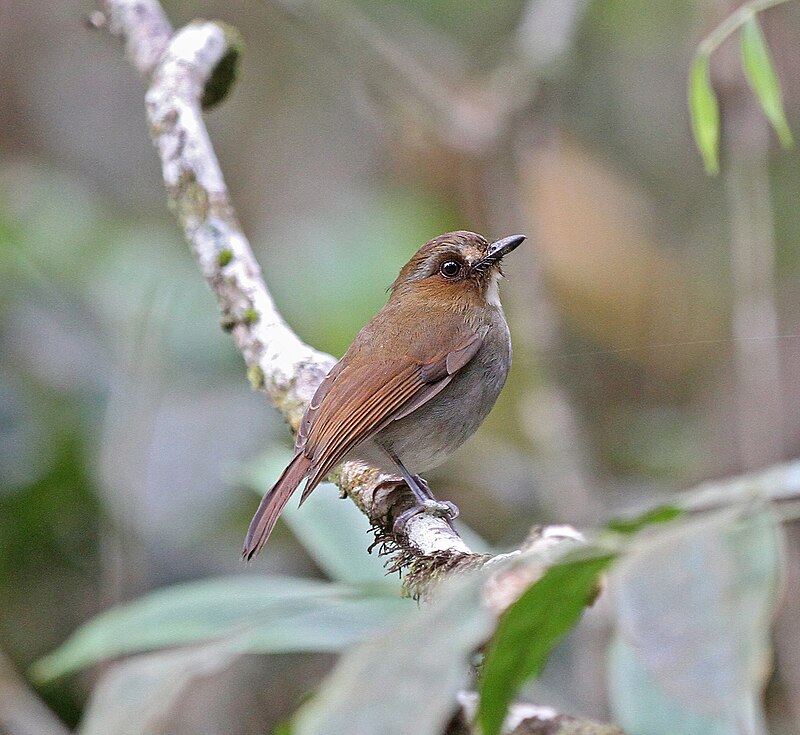 Eyebrowed Jungle Flycatcher (Vauriella gularis) photo