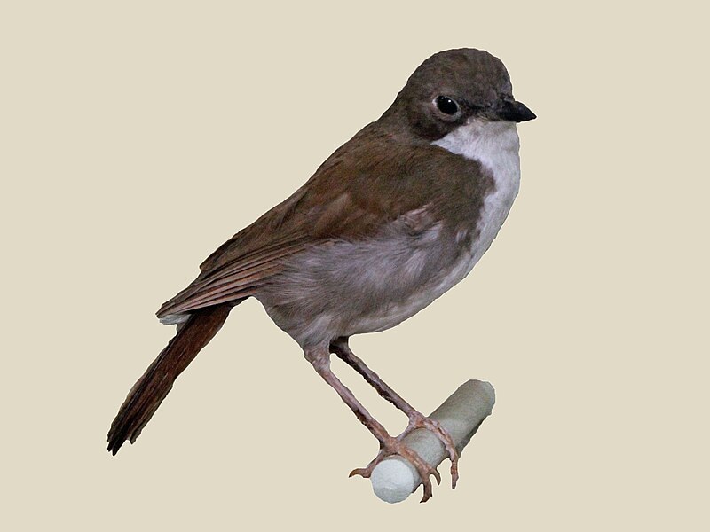 White-chested Alethe (Chamaetylas fuelleborni) photo