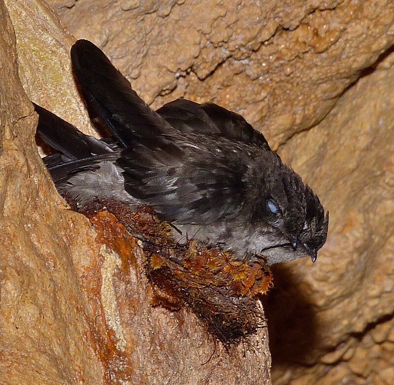 Mossy-nest Swiftlet (Aerodramus salangana) photo