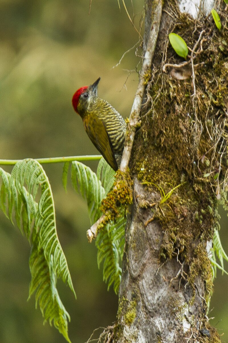 Bar-bellied Woodpecker (Veniliornis nigriceps) photo