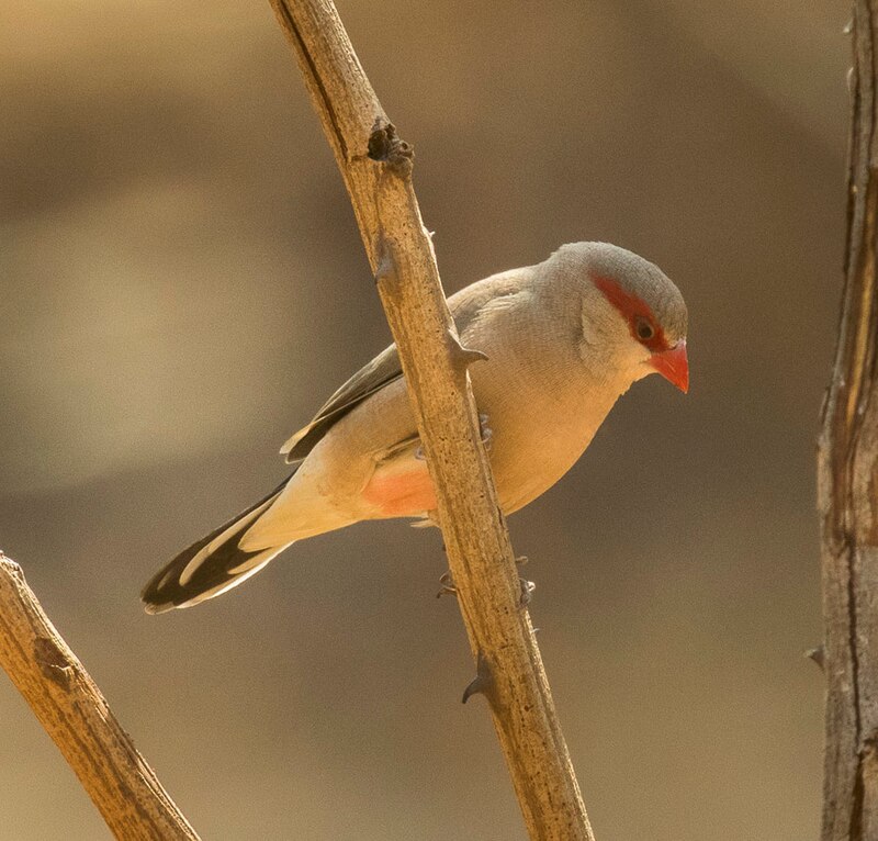 Black-rumped Waxbill (Estrilda troglodytes) photo