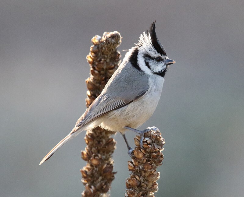 Bridled Titmouse (Baeolophus wollweberi) photo