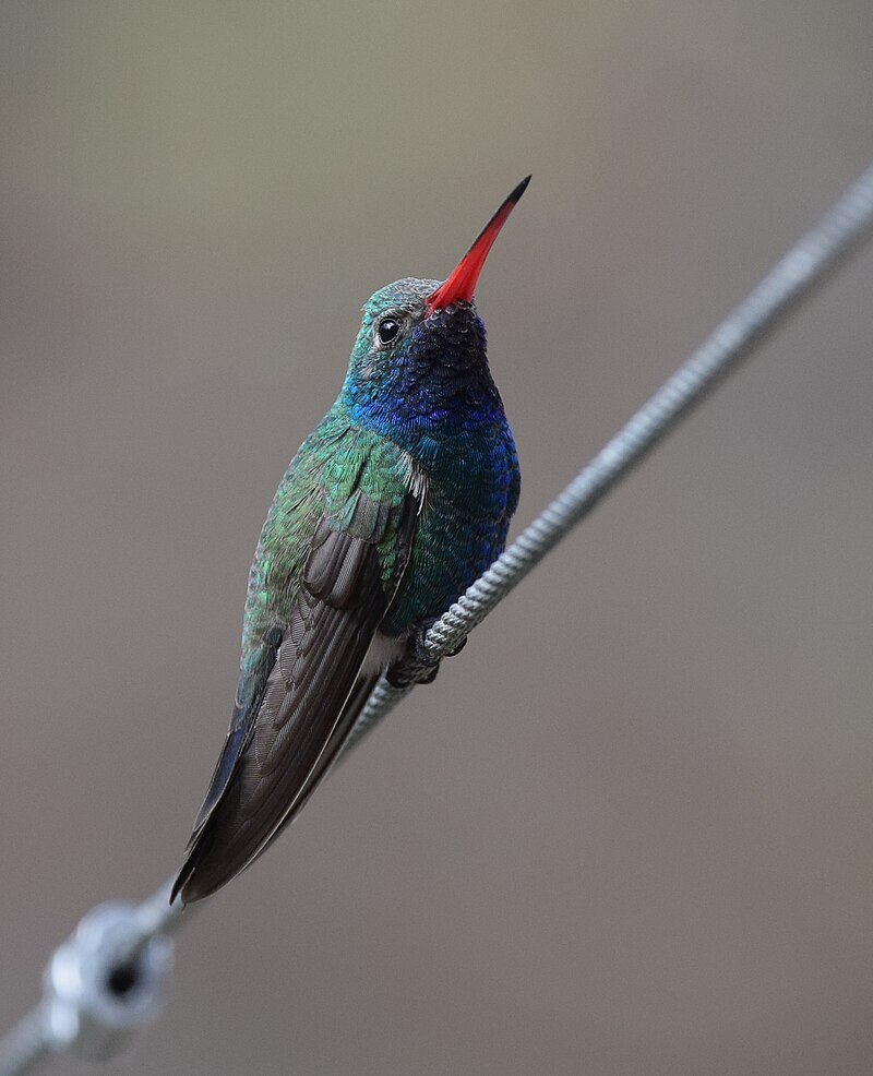 Broad-billed Hummingbird (Cynanthus latirostris) photo