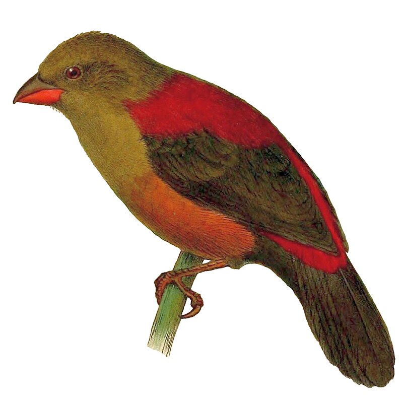 Shelley's Crimsonwing (Cryptospiza shelleyi) photo