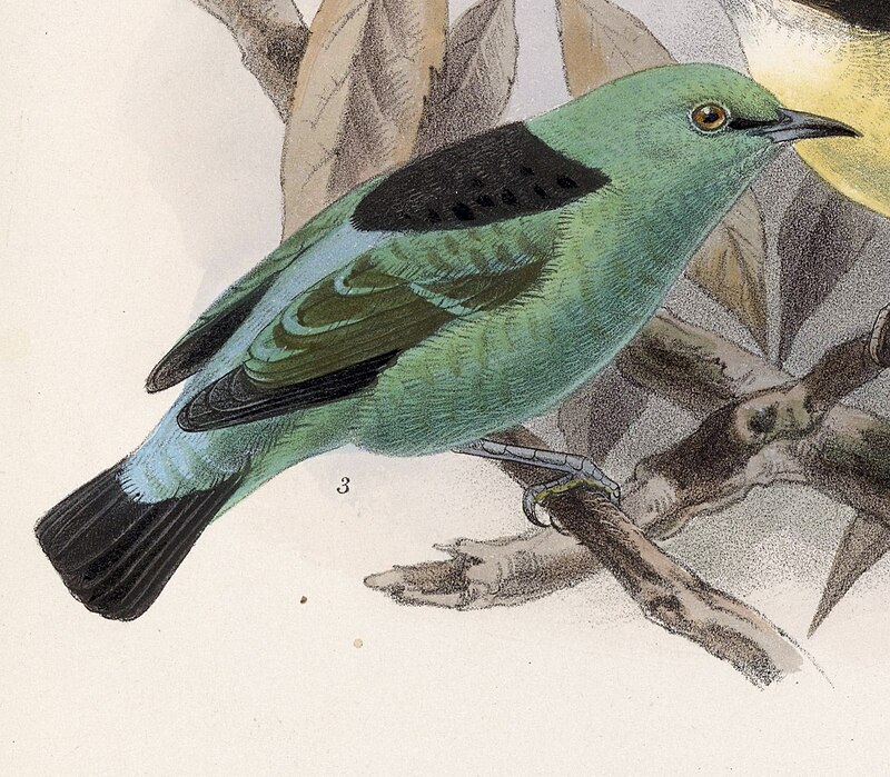 Viridian Dacnis (Dacnis viguieri) photo