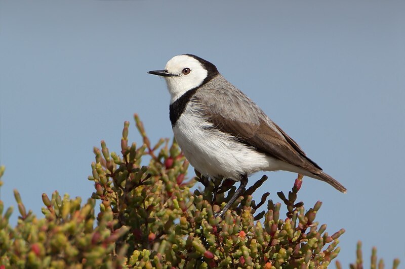White-fronted Chat (Epthianura albifrons) photo