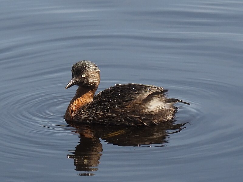 New Zealand Grebe (Poliocephalus rufopectus) photo