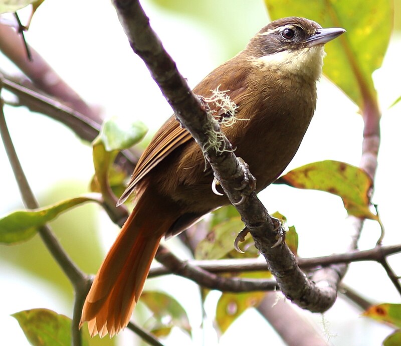 White-throated Foliage-gleaner (Syndactyla roraimae) photo