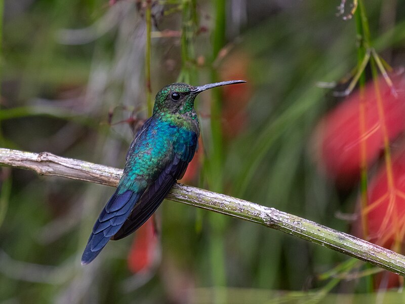 Long-tailed Woodnymph (Thalurania watertonii) photo