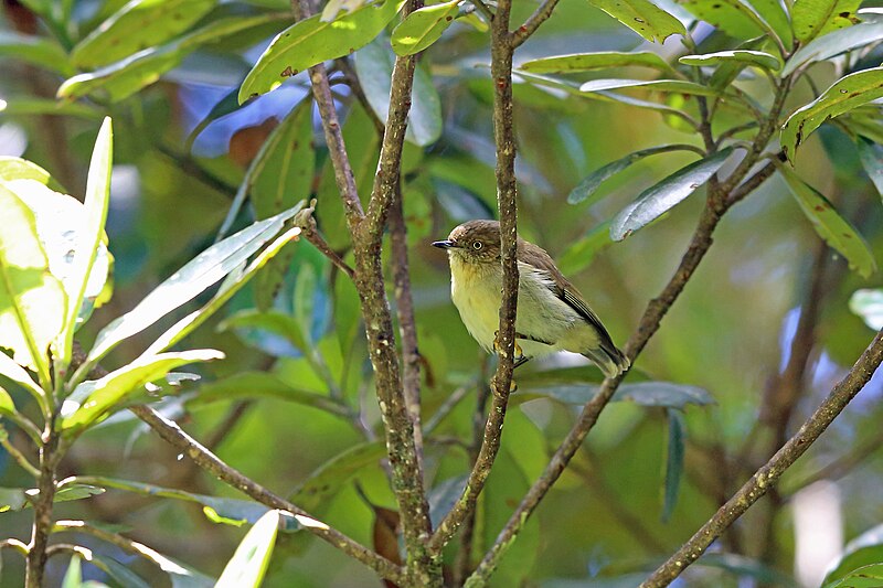 Papuan Thornbill (Acanthiza murina) photo