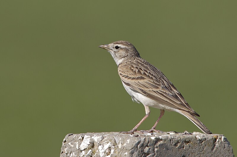 Greater Short-toed Lark (Calandrella brachydactyla) photo
