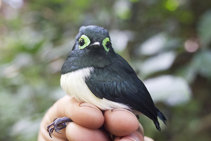 Black-necked Wattle-eye (Platysteira chalybea) photo