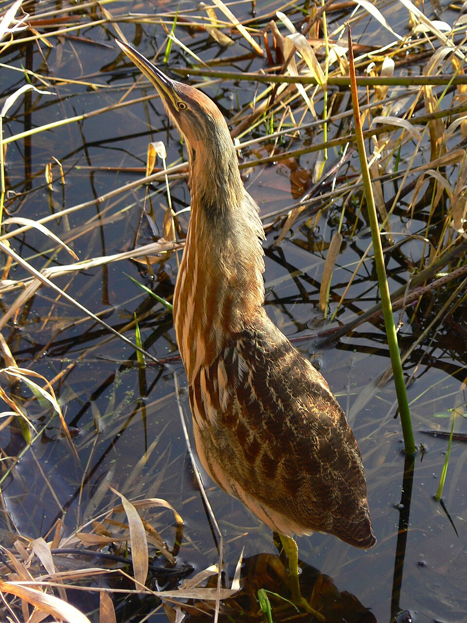 American Bittern (Botaurus lentiginosus)