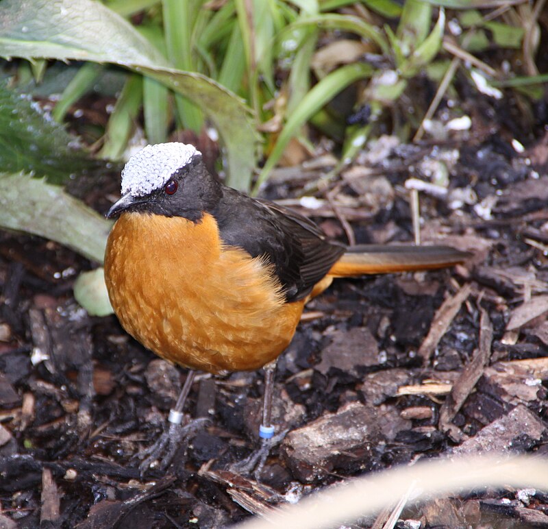 White-crowned Robin-Chat (Cossypha albicapillus) photo