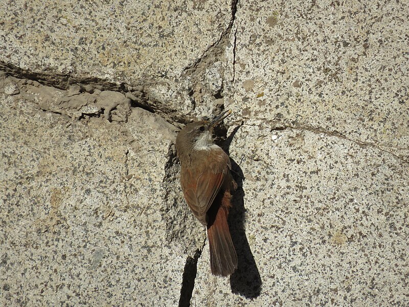 Crag Chilia (Ochetorhynchus melanurus) photo