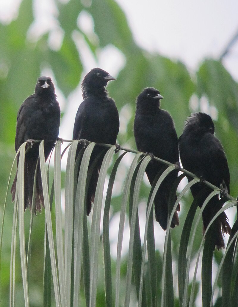 Velvet-fronted Grackle (Lampropsar tanagrinus) photo