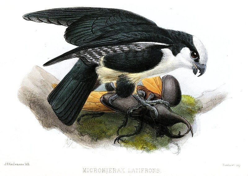 White-fronted Falconet (Microhierax latifrons) photo