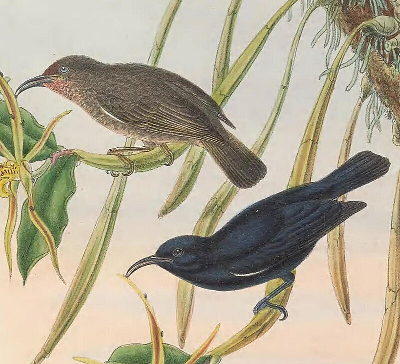Papuan Black Myzomela (Myzomela nigrita) photo
