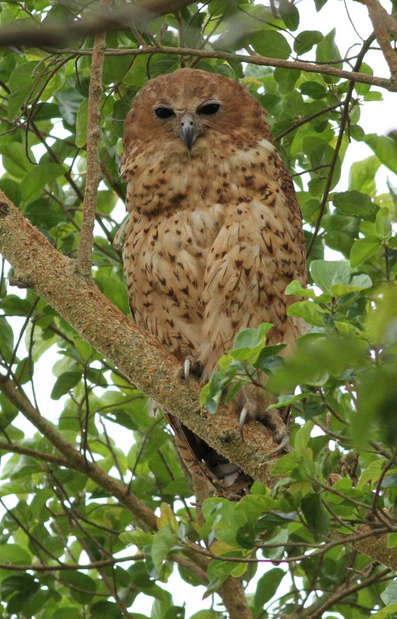 Pel's Fishing-Owl (Scotopelia peli) photo