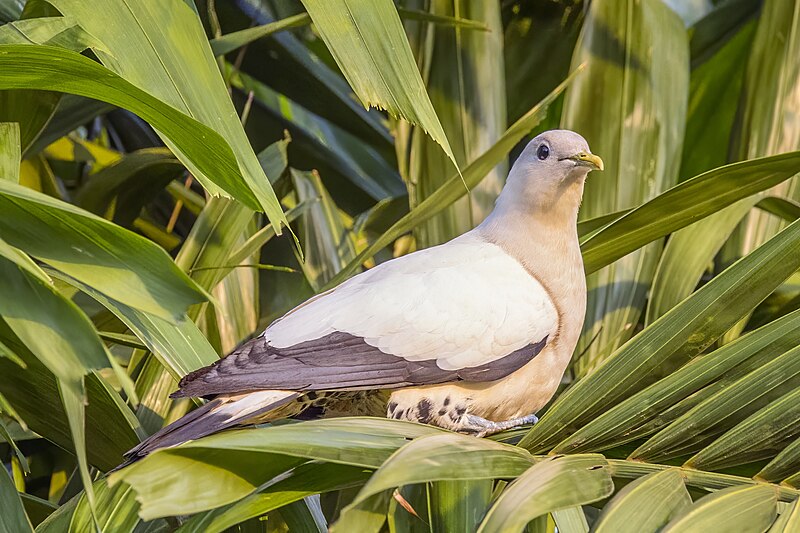 Torresian Imperial-Pigeon (Ducula spilorrhoa) photo