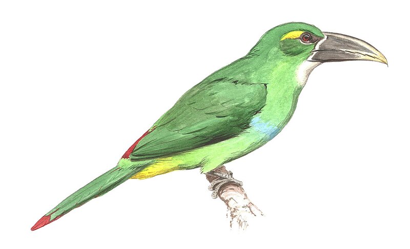 Yellow-browed Toucanet (Aulacorhynchus huallagae) photo