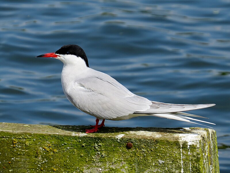 Common Tern (Sterna hirundo) photo