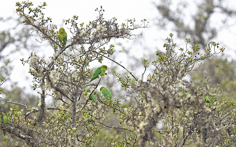 Andean Parakeet (Bolborhynchus orbygnesius) photo